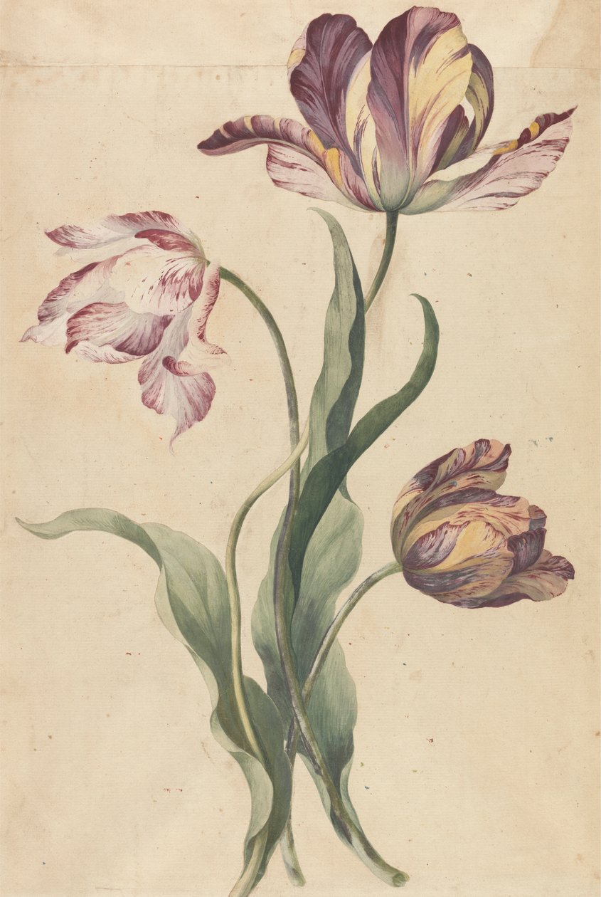 Laleler by Unknown artist