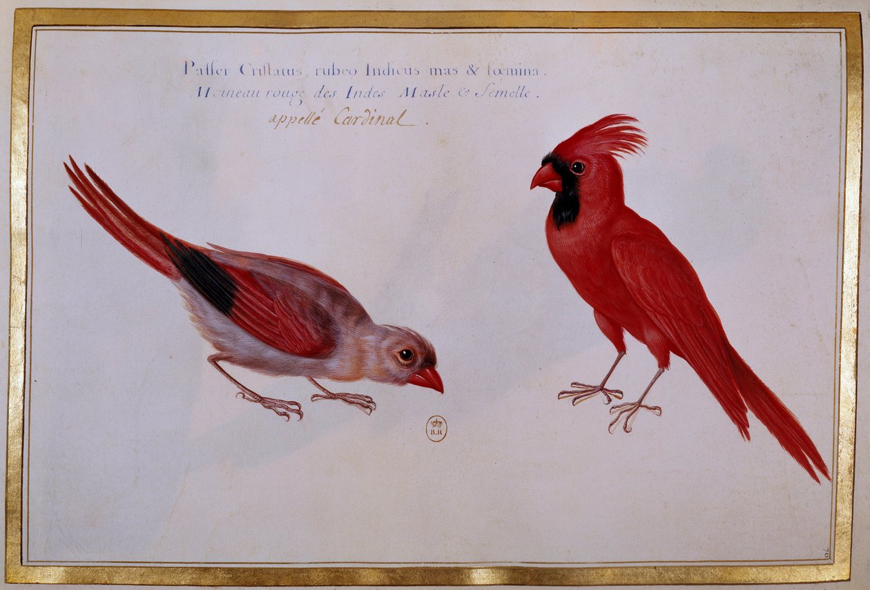 İki Kardinal kuşu, Kızılderililerin kızıl serçesi. 18. yüzyılın ornitolojik kurulu. Paris, B.N. by Unknown artist