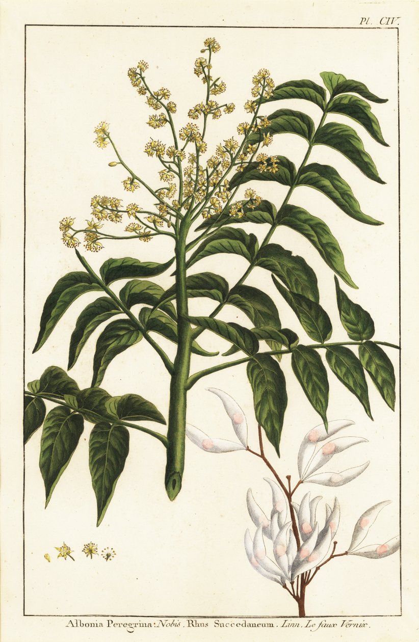 Vernik ağacı, Ailanthus altissima veya balmumu ağacı, Rhus succedanea by Unknown artist