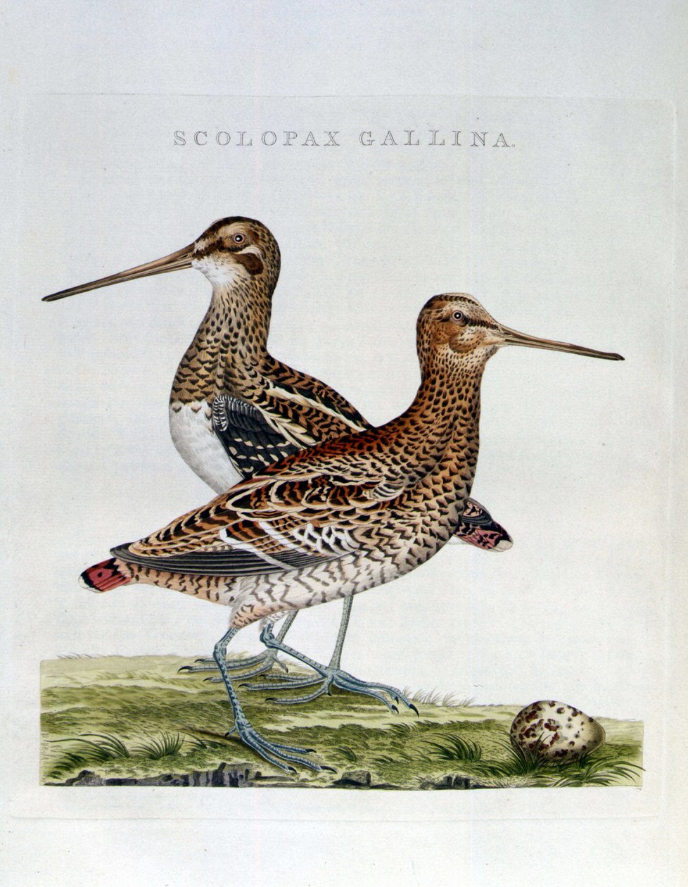 Çulluk ve yumurta (scolopax gallina) - gravür by Unknown artist