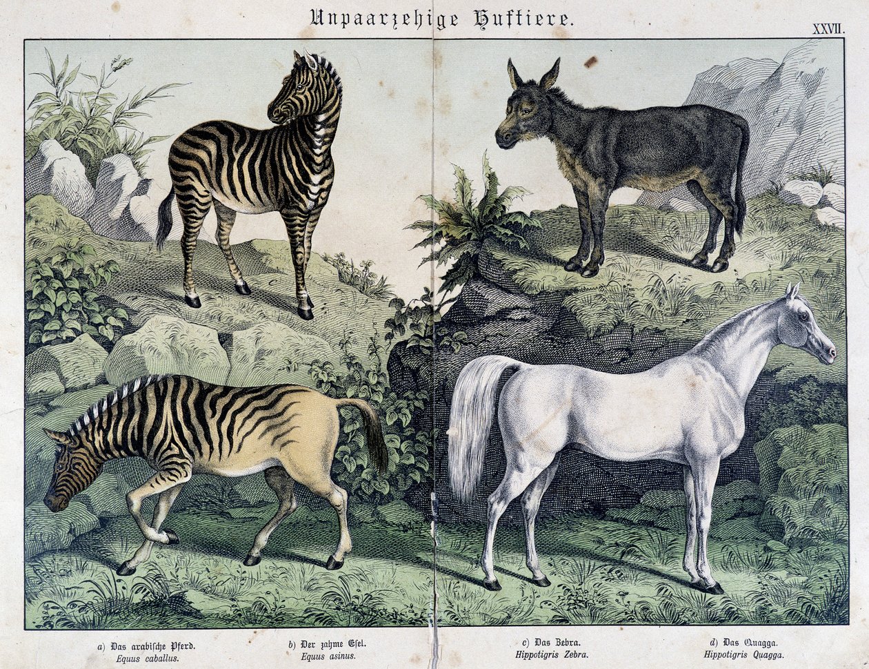 Zebralar, eşek ve at - “Histoires naturelles des memeliler”de, ed. Schreiber by Unknown artist