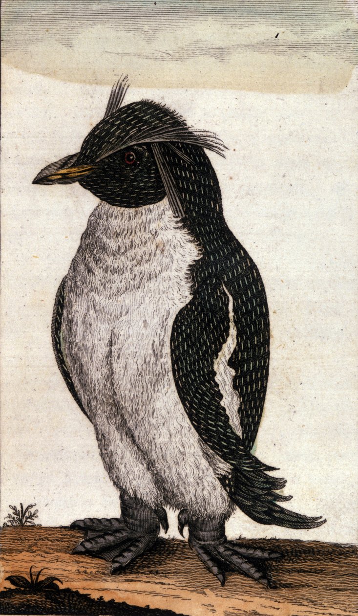 Albatros ailesinin bir Diomedea kuşunu betimleyen zoolojik tablo. 18. yüzyılın gravürü by Unknown artist