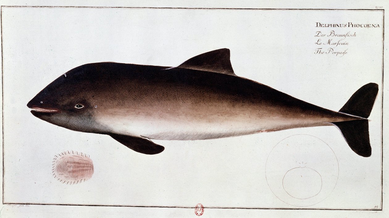 Zooloji: Bir yunus balığı, suda yaşayan bir memeliyi temsil eden tahta. 18. yüzyılın başından itibaren yazdırın B.N. Paris by Unknown artist