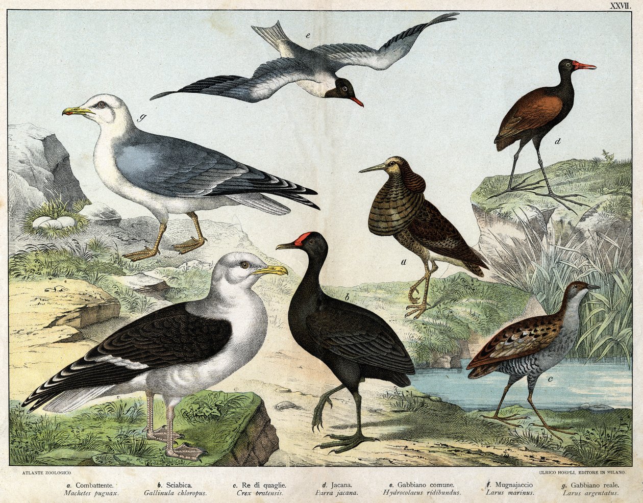 a: Savaşçı (Machetes pugnax), b: Tavuk Gallinula chloropus), c: Rale des genetes (Crex pratensis), d: Jacana (Parra Jacana), e: Kara gözlü Martı (Hydrocolaeus ridibundus), f: Martı (Larus) marinus), g: Ringa Martı (Larus argentus) - “Doğal Tarihte by Unknown artist