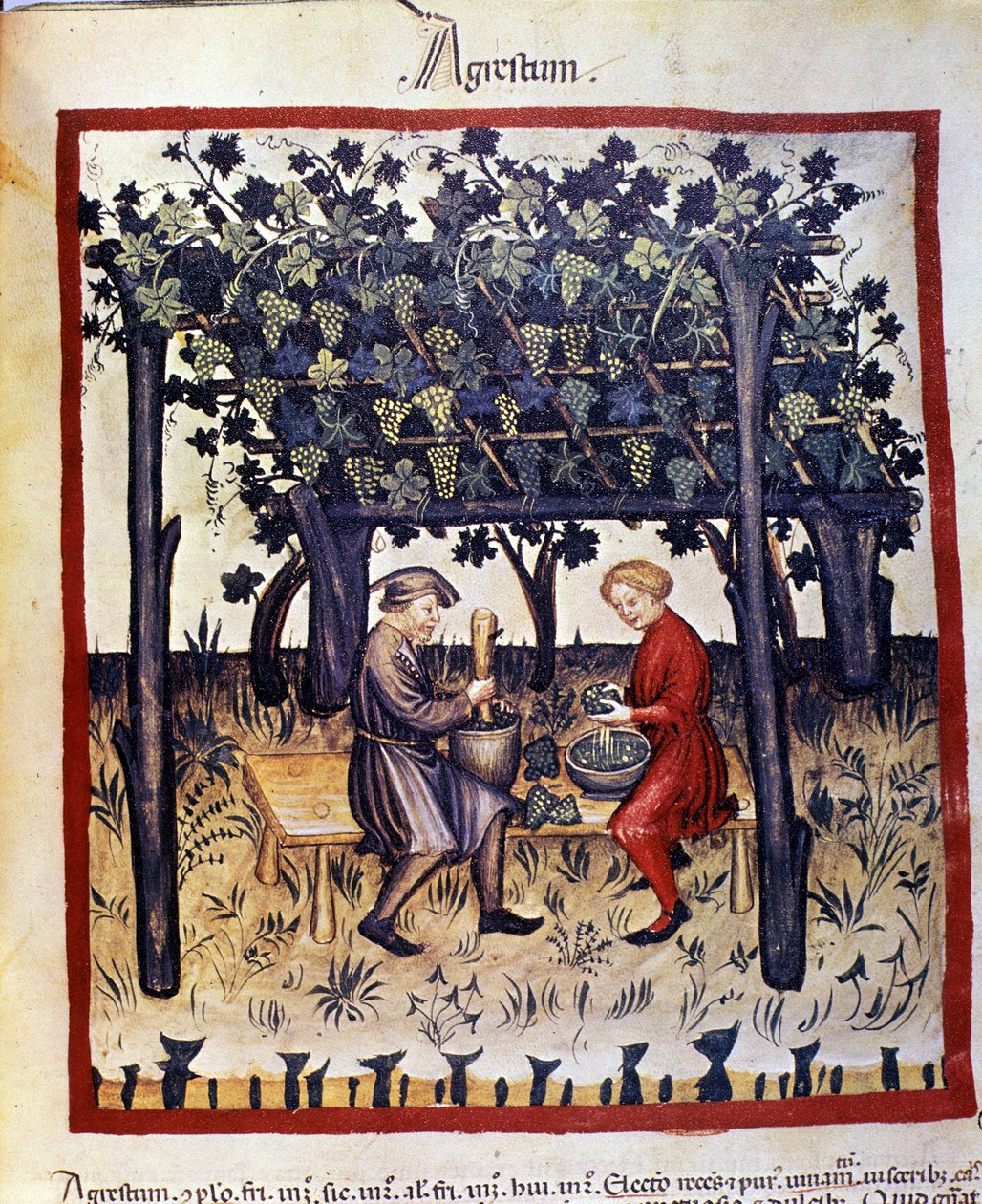 hasat zamanında üzümleri sıkmak. İlaç ve diyetetik sağımlarından aydınlatma “” Tacuinum sanitatis”” by Unknown artist