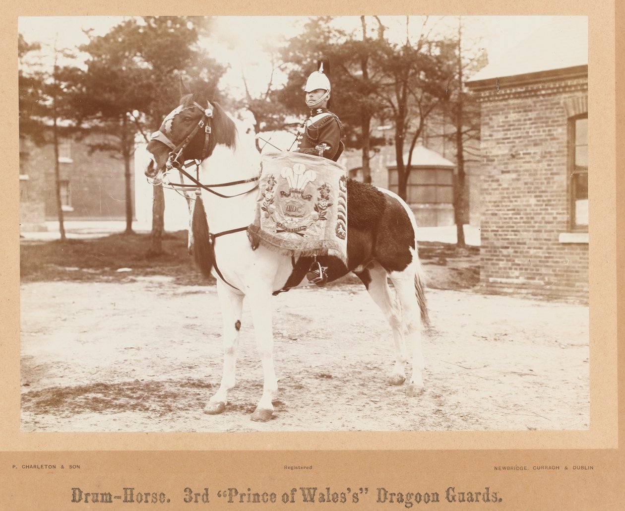 ?Drum-horse, 3. Galler Prensi?nin Ejderha Muhafızları?, 1895 dolayları by Unknown photographer