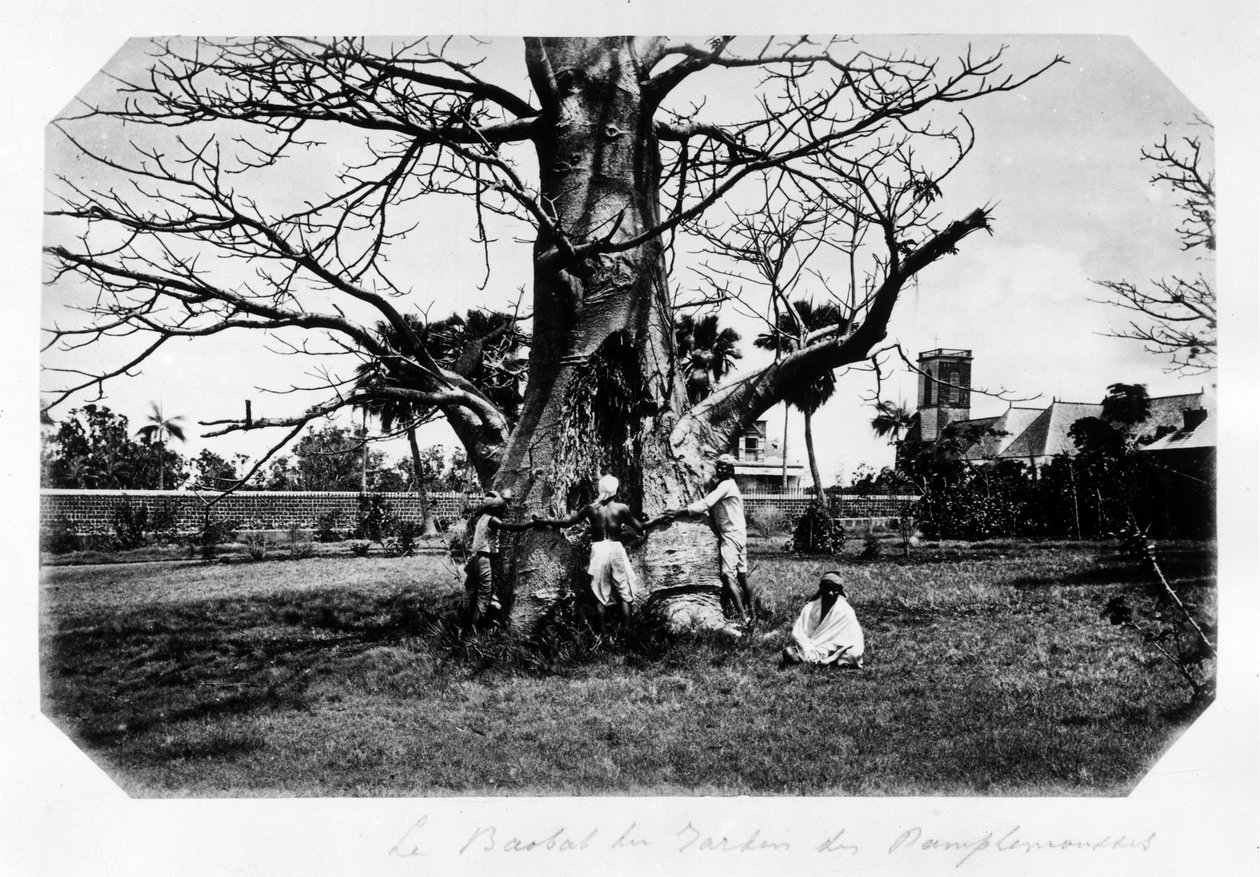 Greyfurt bahçesindeki baobab, Mauritius - “” Souvenir de l