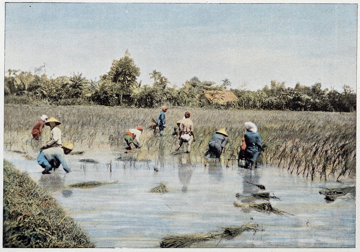 Pirinç hasadı, Tonkin, 19. yüzyıl sonu by Unknown photographer