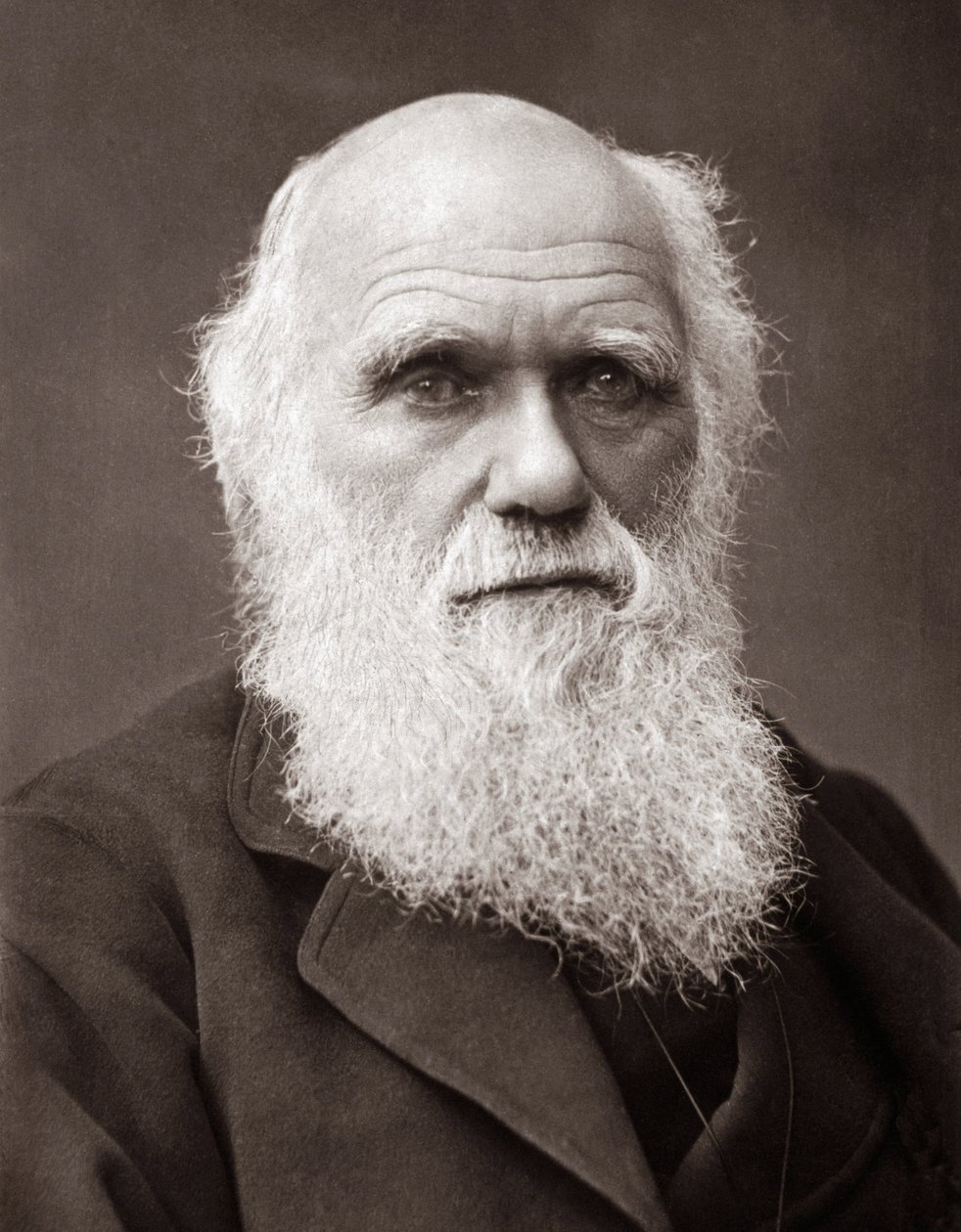 İngiliz doğa bilimci Charles Robert Darwin (1809-1882) by Unknown photographer