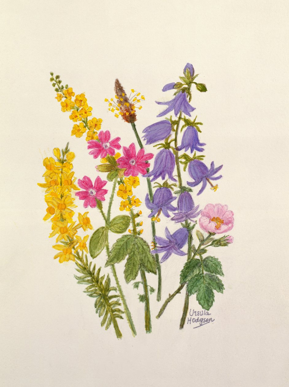 Bluebells, Süpürge, Herb Robert ve diğer kır çiçekleri (kağıt üzerinde wc) by Ursula Hodgson