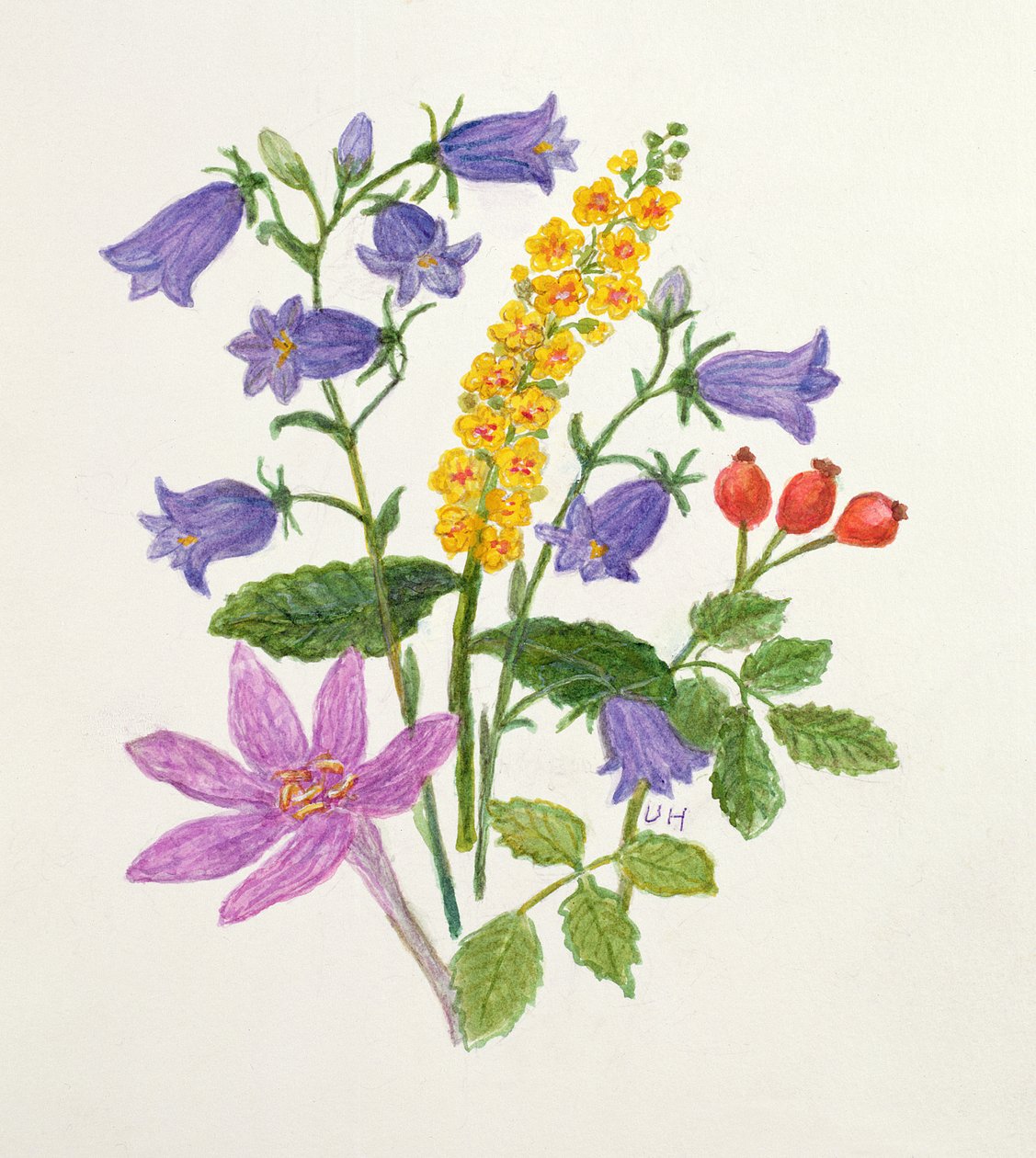 Harebells ve diğer kır çiçekleri (kağıt üzerinde wc) by Ursula Hodgson