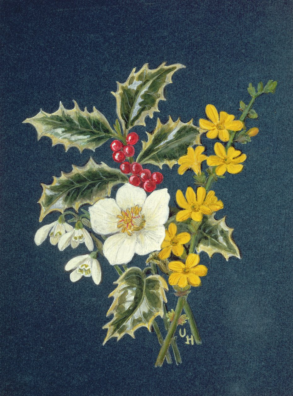Holly, Noel Gülü, Kardelen ve Kış Yasemini (kağıt üzerinde wc) by Ursula Hodgson