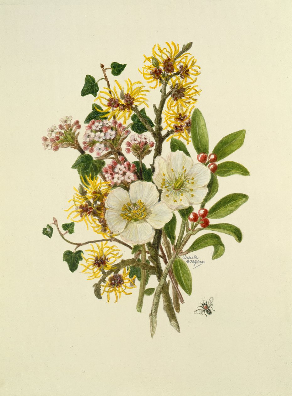 Skimmia Japonica, Hamamelis, Viburnum ve Hellebore (kağıt üzerinde wc) by Ursula Hodgson