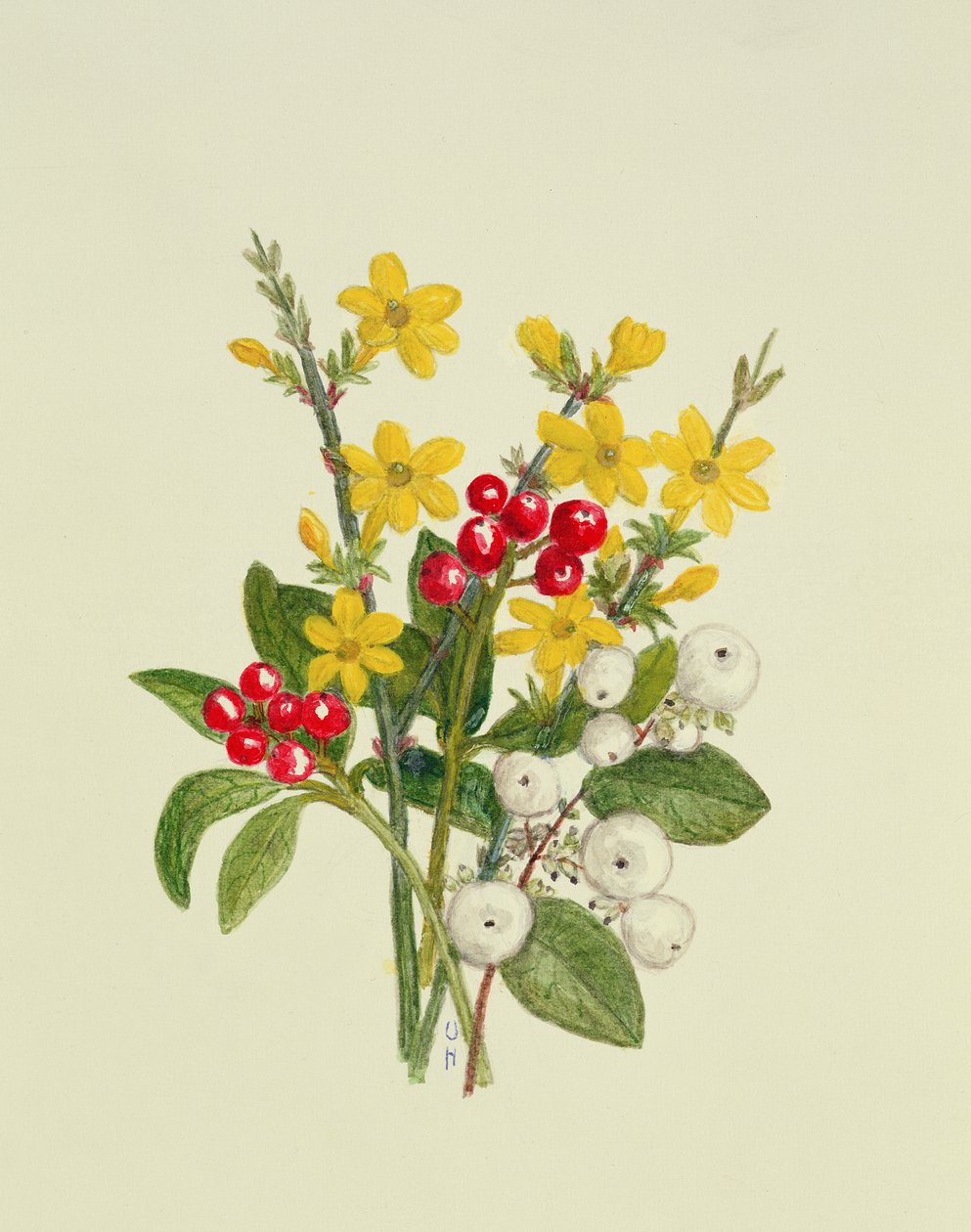 Snowberries, Dogwood ve Jasmine (kağıt üzerinde wc) by Ursula Hodgson