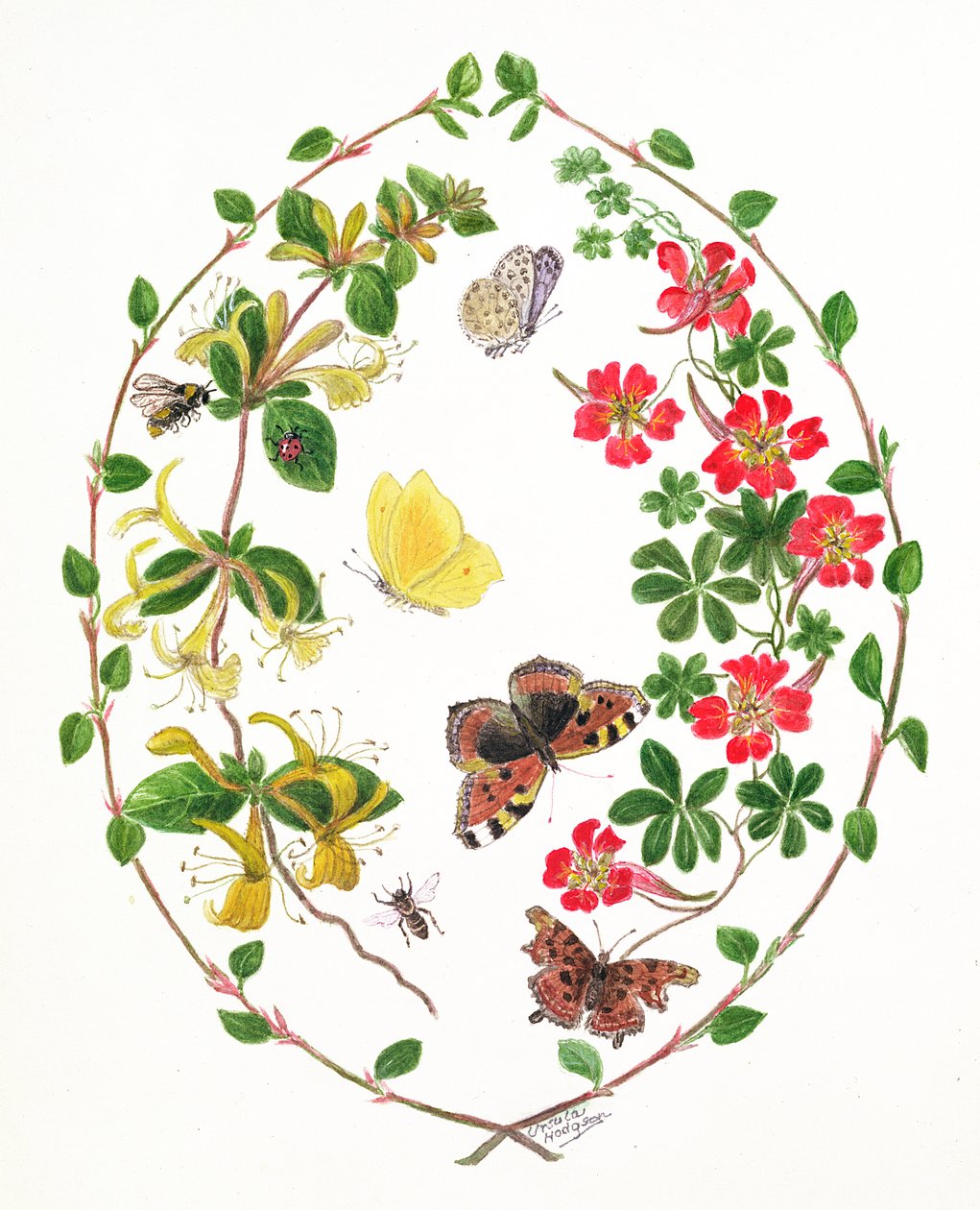 Tropeolium ve Lonicera (kağıt üzerinde wc) by Ursula Hodgson