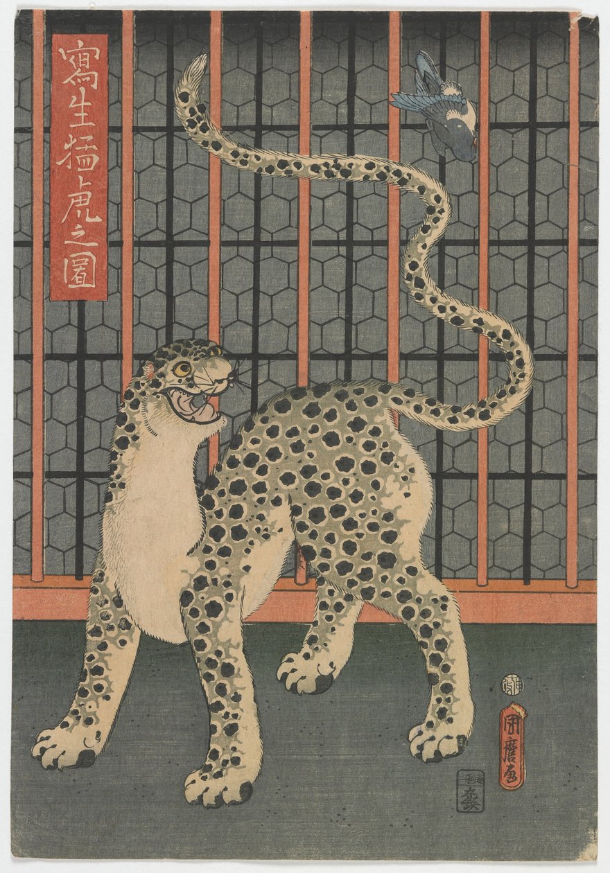 Hayattan Çizilmiş Bir Leopar, Edo dönemi, 1860 (renkli tahta baskı) by Utagawa Kunimaro