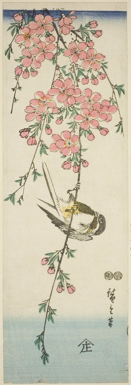 Büyük baştankara ve kiraz çiçekleri by Utagawa Hiroshige
