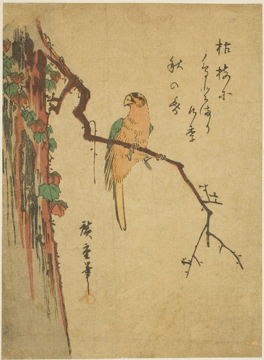 sarmaşık kaplı ağaç üzerinde Amerika papağanı by Utagawa Hiroshige