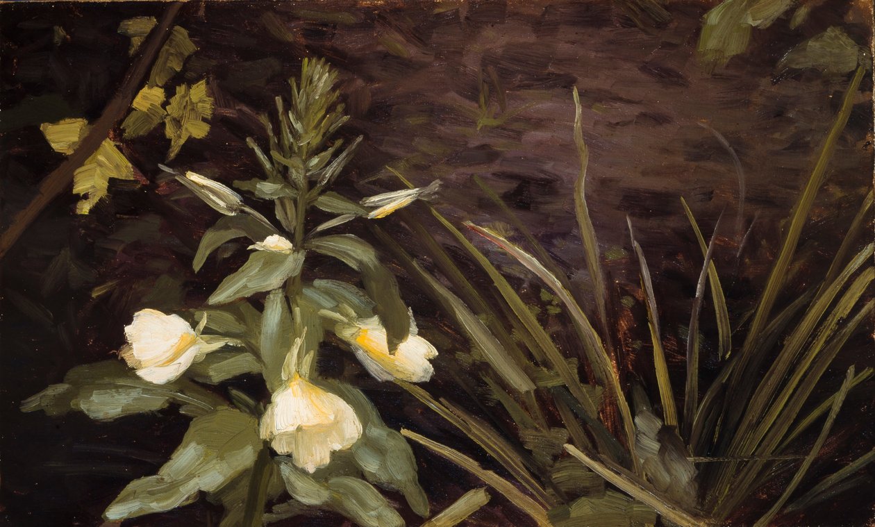 Çiçek açan çuha çiçeği by Valdemar Schønheyder Møller