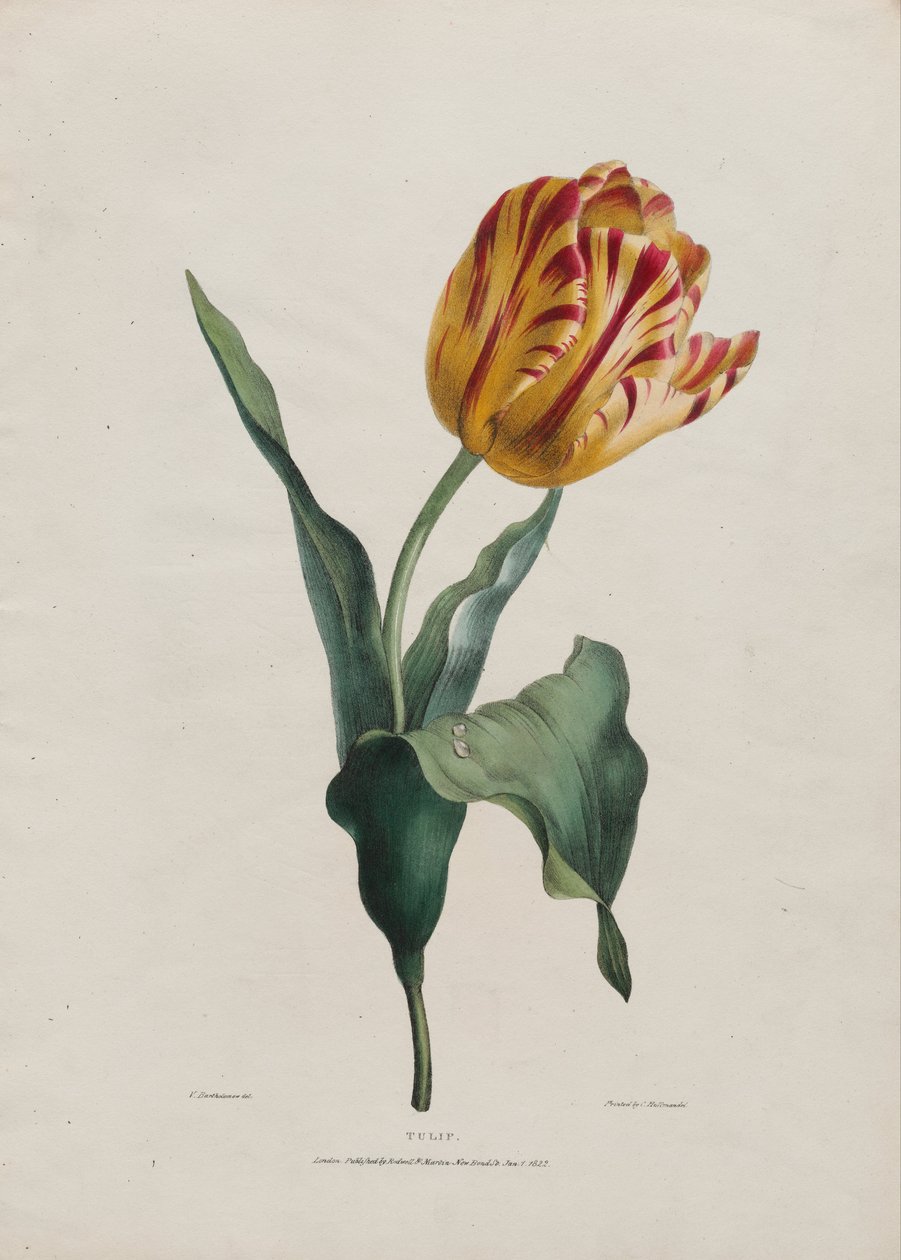 Lale by Valentine Bartholomew