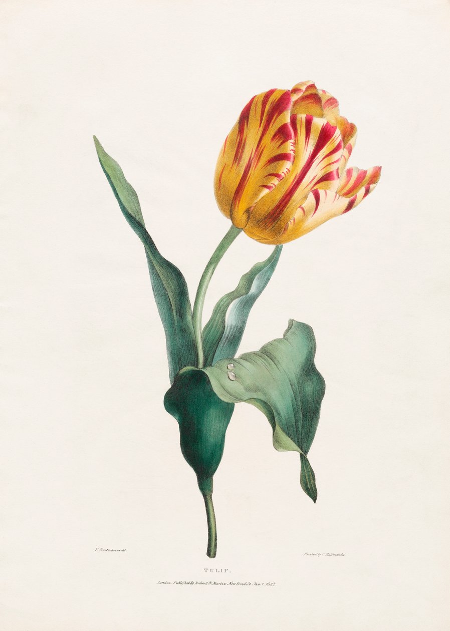 Valentine Bartholomew tarafından Antik Lale Baskı by Valentine Bartholomew