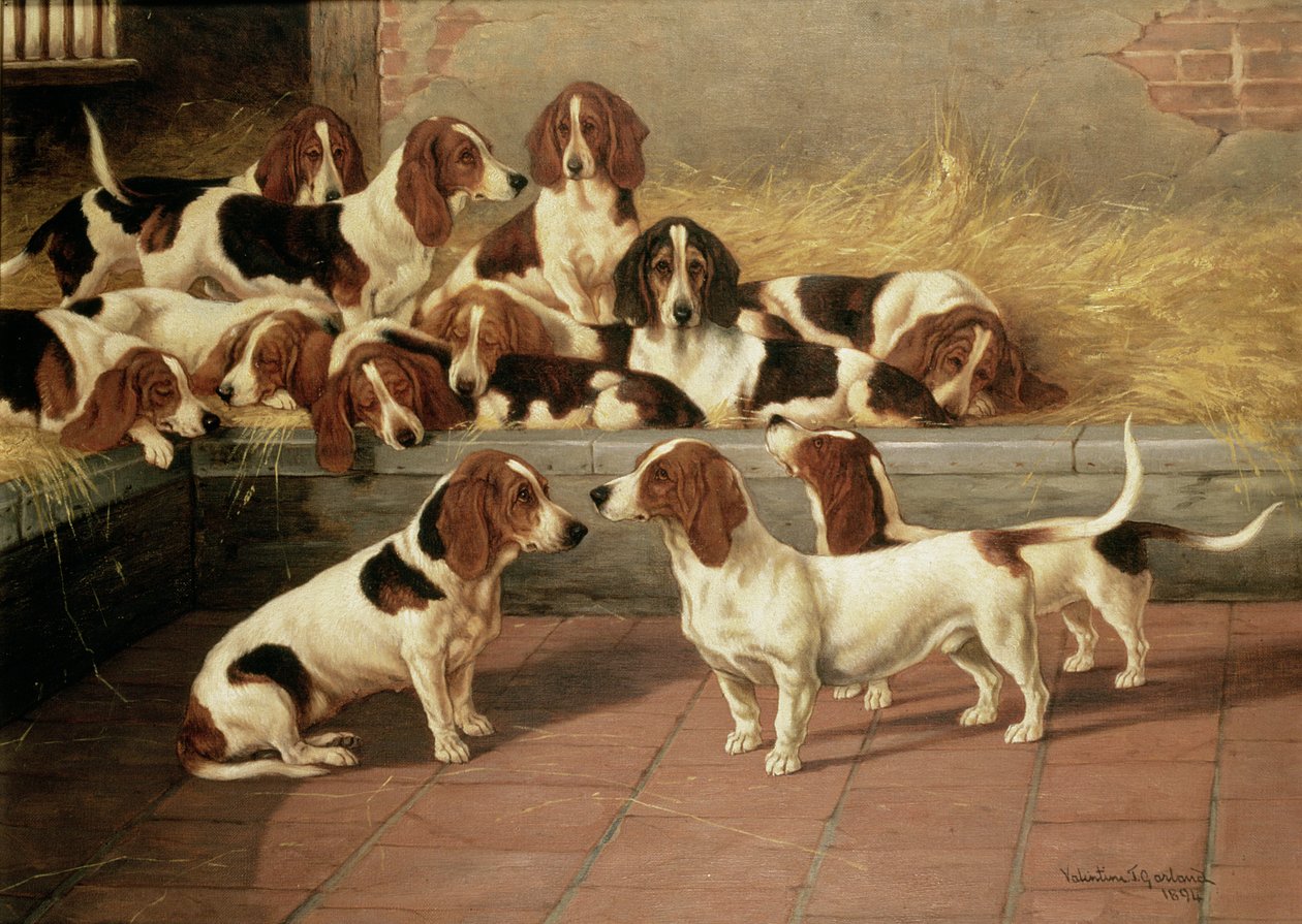 ಬಾಸೆಟ್ ಹೌಂಡ್ಸ್ ಇನ್ ಎ ಕೆನಲ್, 1894 ಟರ್ಕ್ by Valentine Thomas Garland