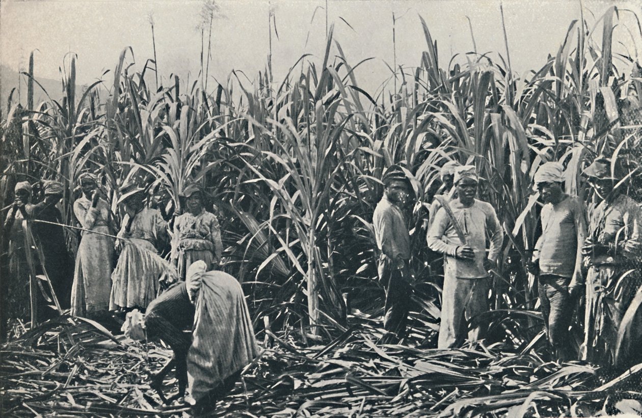 Şeker Kamışı Ovası, 1916 by Valentine and Sons Ltd