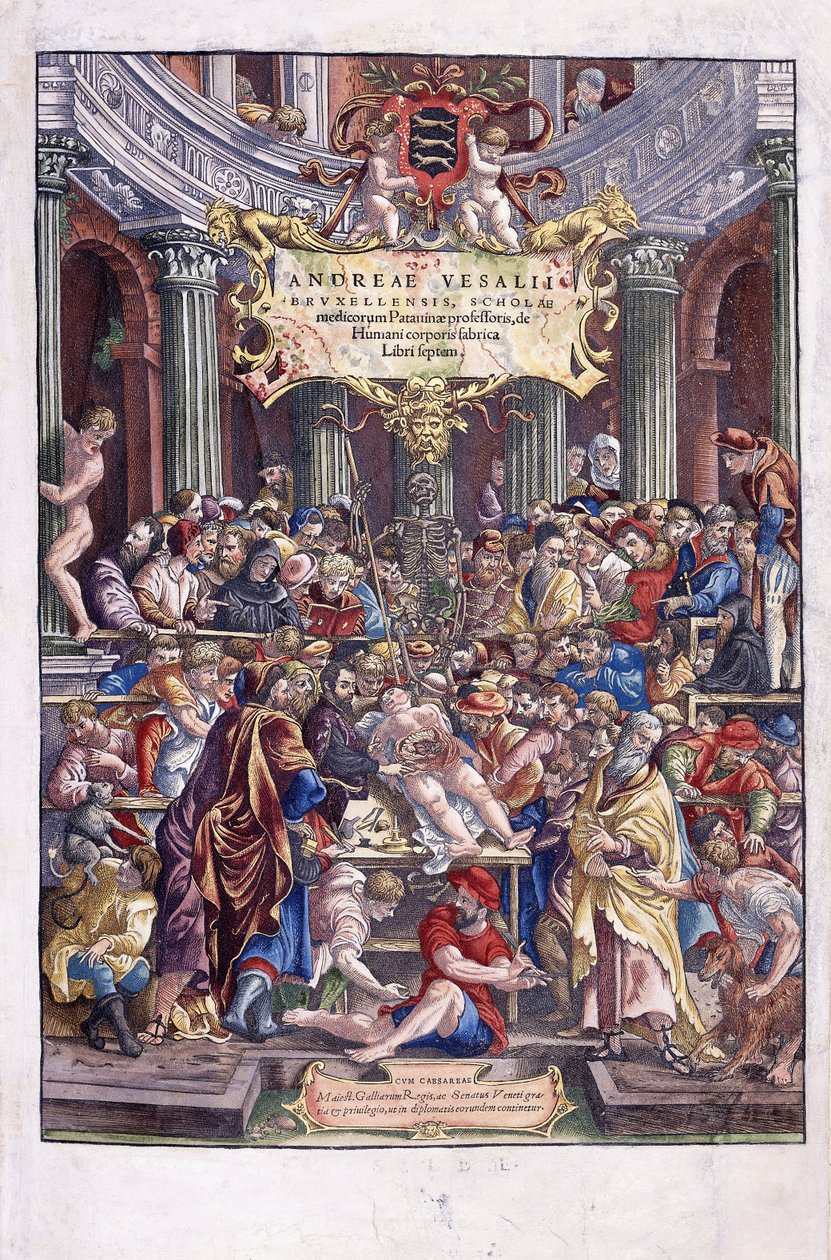 Flaman anatomist ve doktor Andreas Vesalius, Brüksel