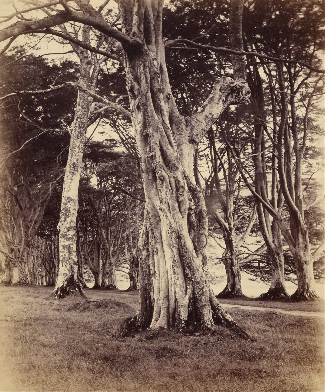 Kayın Ağaçları, Inveraray by Vernon Heath