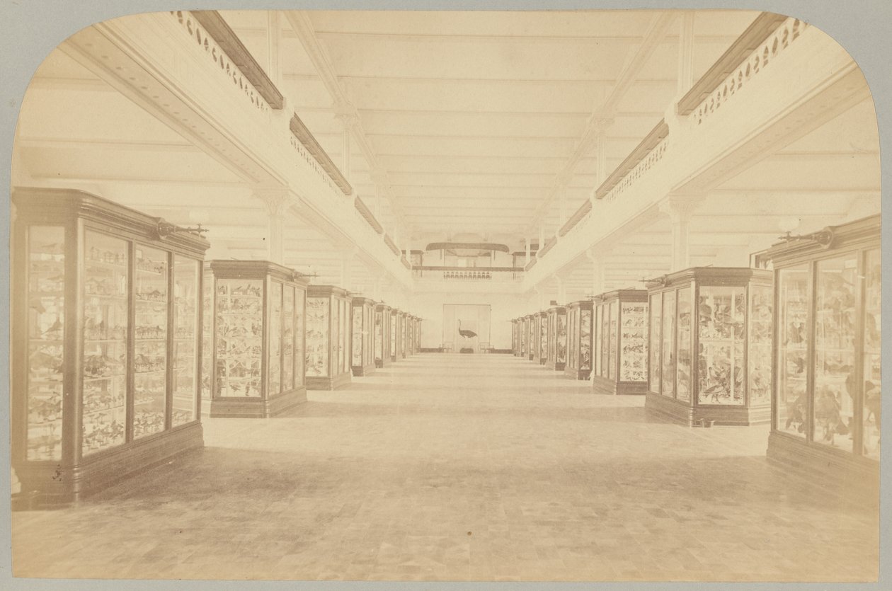 Pl. III. Ana Hikaye: Kuşlar by Victor Prevost, Gaston L. Feuardent and Co., New York