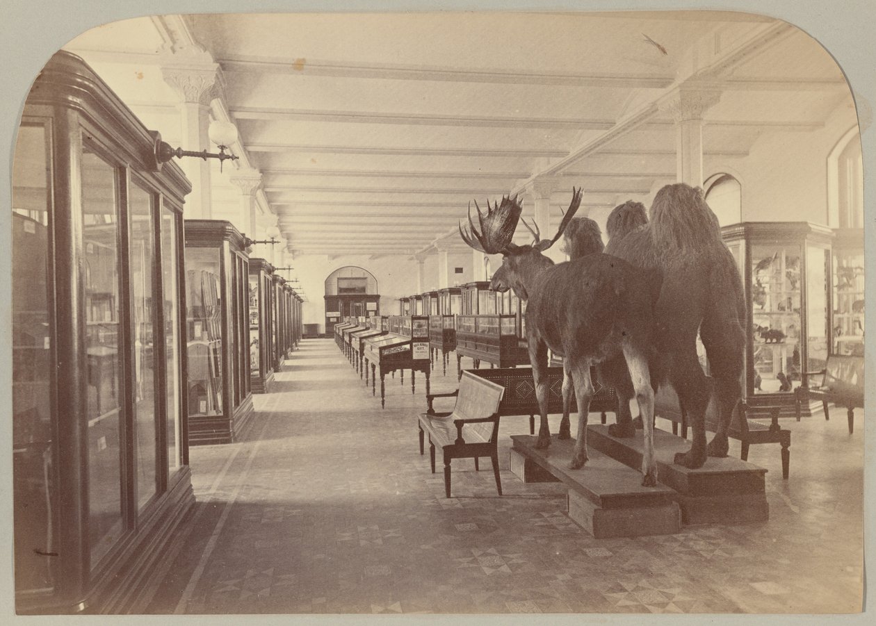 Pl. II. Alt Kat: Memeliler by Victor Prevost, Gaston L. Feuardent and Co., New York