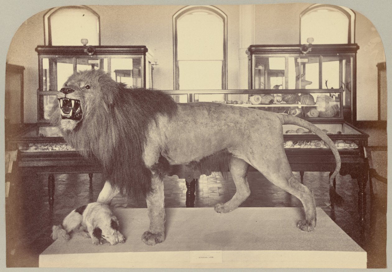Pl. IX. Afrika aslanı by Victor Prevost, Gaston L. Feuardent and Co., New York