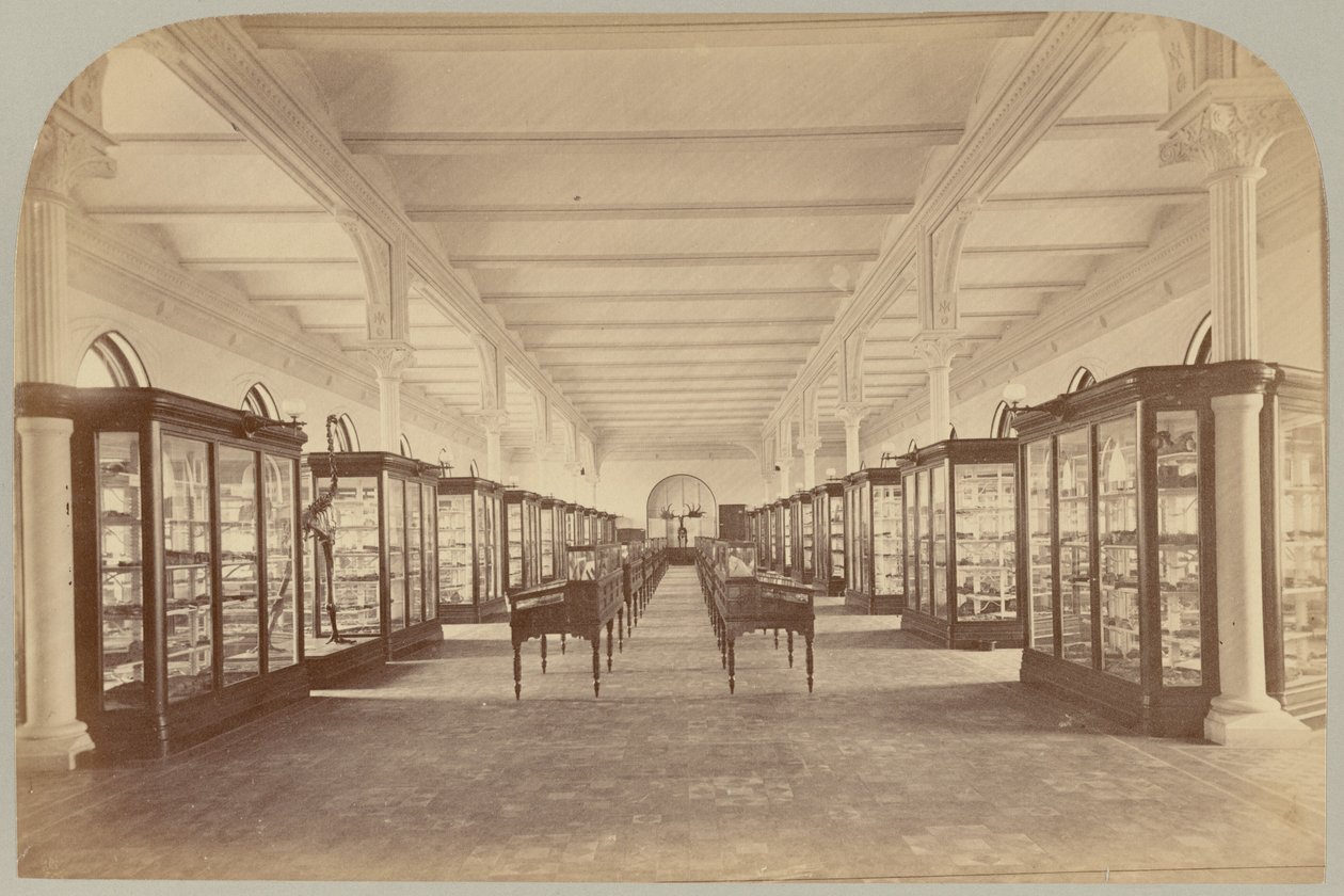 Pl. V. Üst Kat: Fosiller by Victor Prevost, Gaston L. Feuardent and Co., New York
