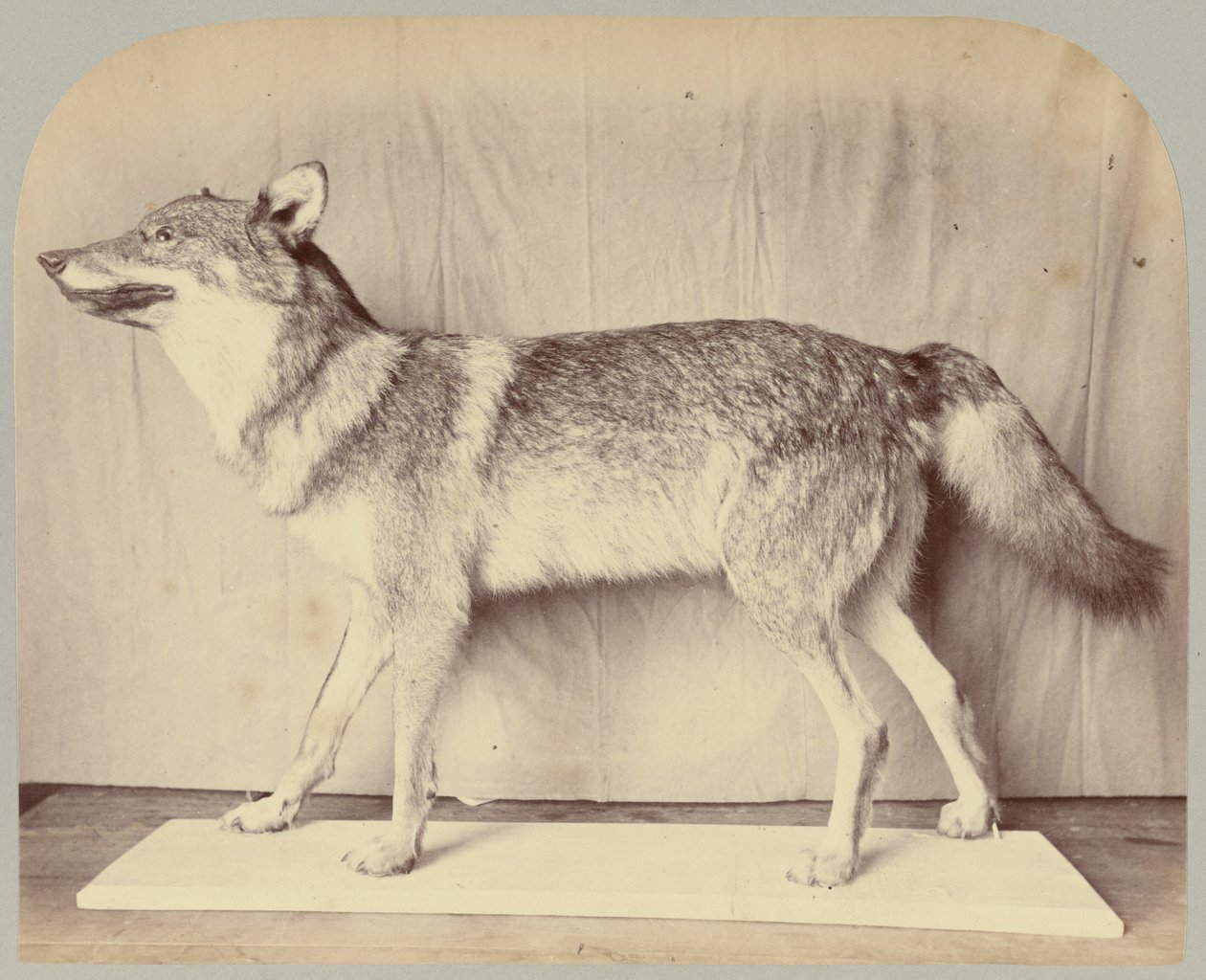 Pl. XII. avrupa kurt by Victor Prevost, Gaston L. Feuardent and Co., New York