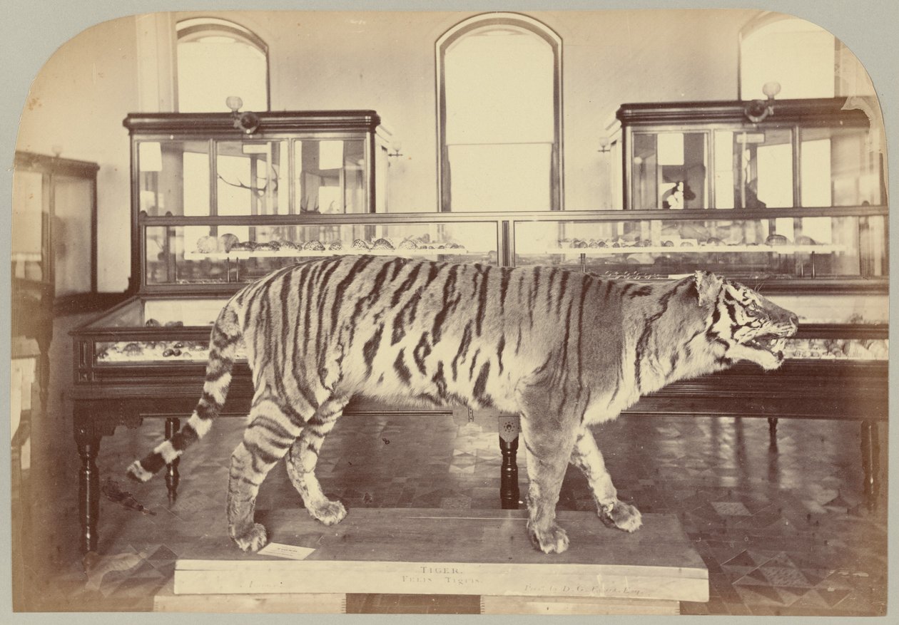 Pl. XI. Bengal kaplanı by Victor Prevost, Gaston L. Feuardent and Co., New York