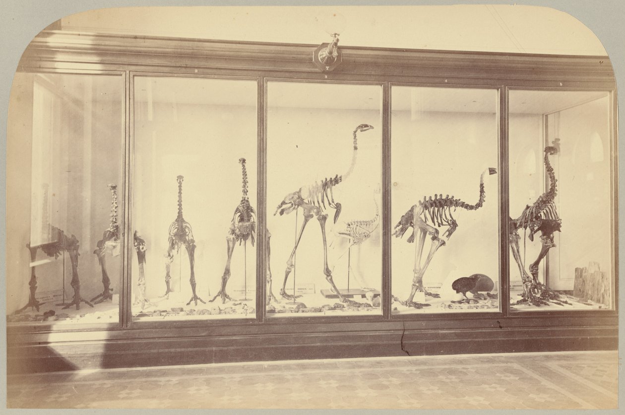 Pl. XV. Fosil Kuşlar: Yeni Zelanda by Victor Prevost, Gaston L. Feuardent and Co., New York