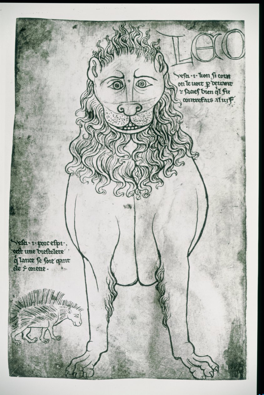 Ms Fr 19093 fol.24v Aslan ve Kirpi (faks) by Villard de Honnecourt