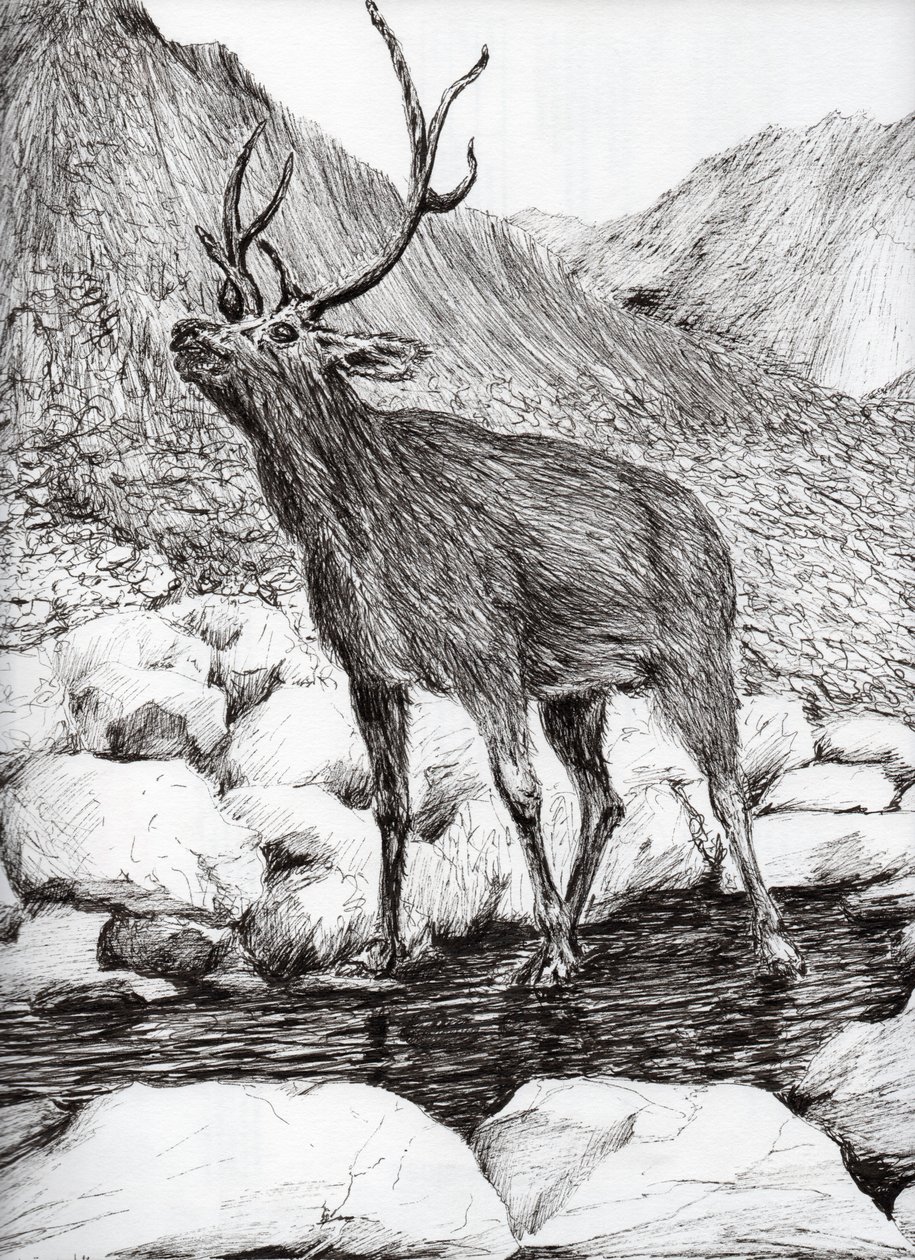 Stag, 2011, (kağıt üzerine mürekkep) by Vincent Alexander Booth