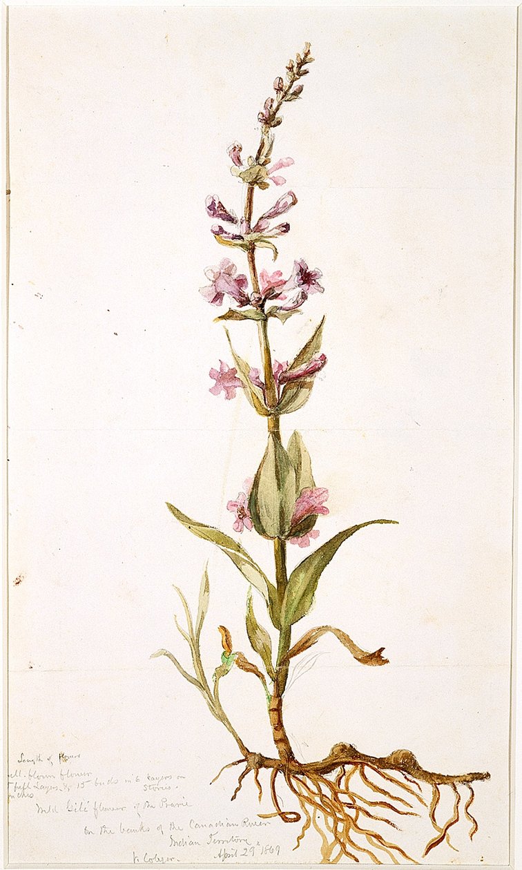 Kanada Nehri kıyısındaki Prairie Yabani Gili Çiçeği, Kızılderili Bölgesi, 1869 (kağıt üzerinde wc) by Vincent Colyer