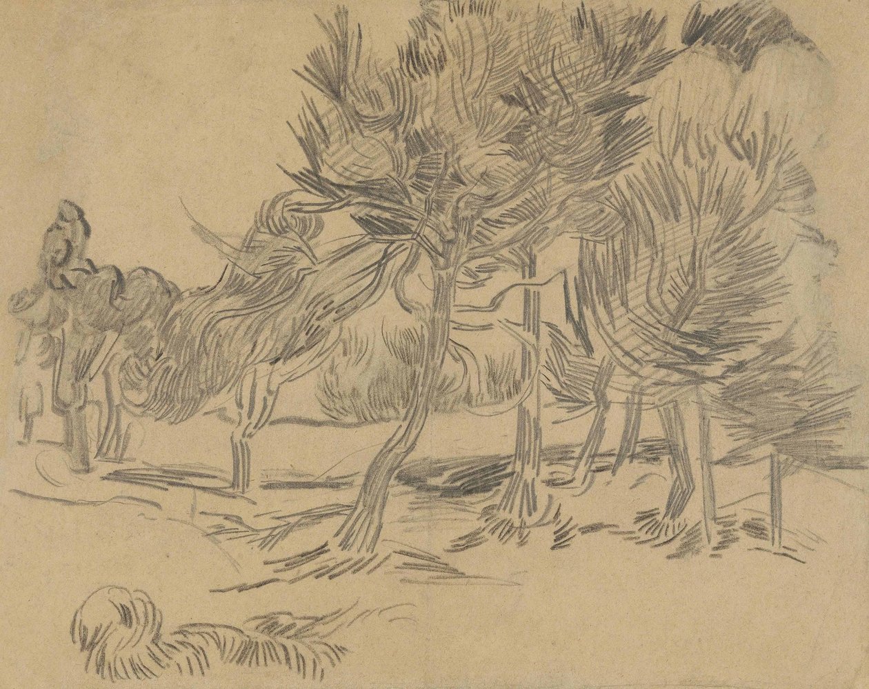 Bir Grup Çam Ağacı by Vincent van Gogh