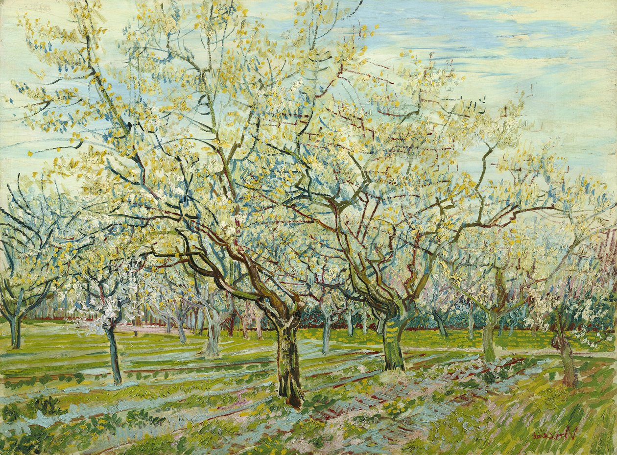 beyaz meyve bahçesi by Vincent van Gogh