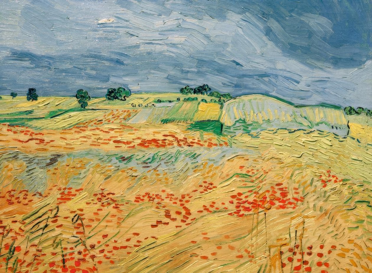Çiçek açan haşhaş tarlaları by Vincent van Gogh