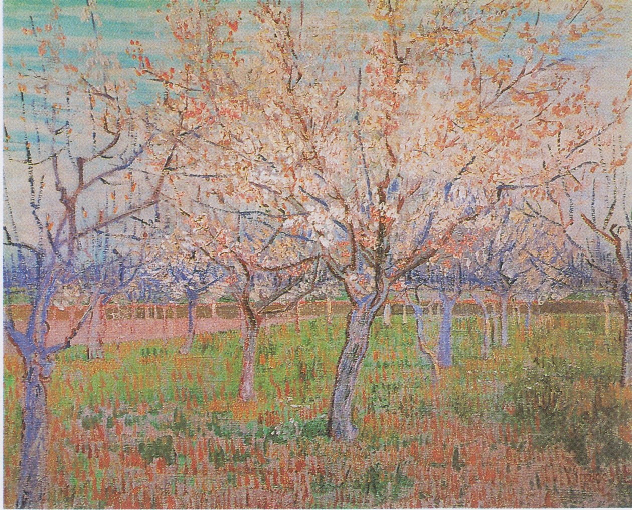 Çiçek açan kayısı ağaçları ile meyve bahçesi by Vincent van Gogh