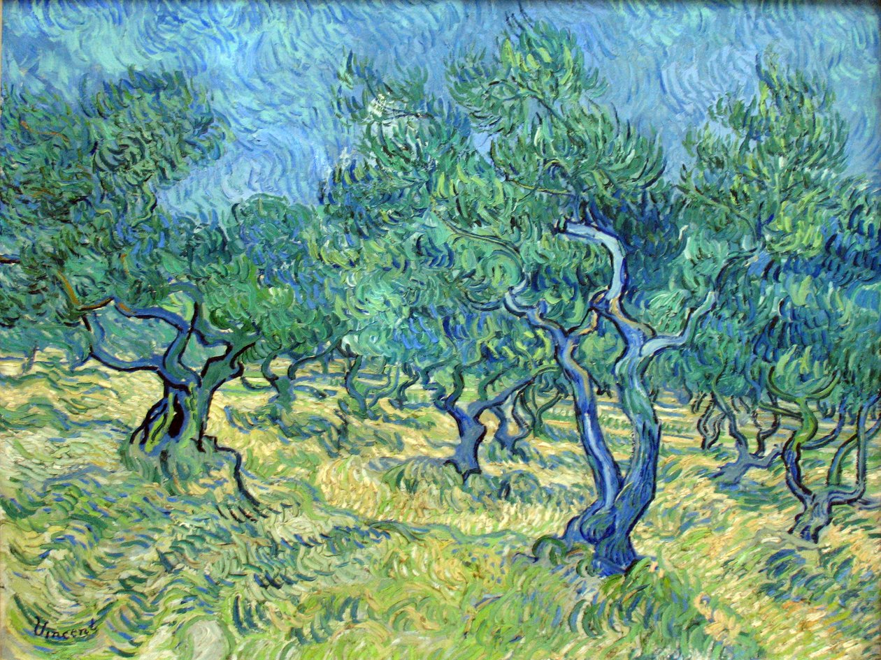 Zeytin bahçesi by Vincent van Gogh