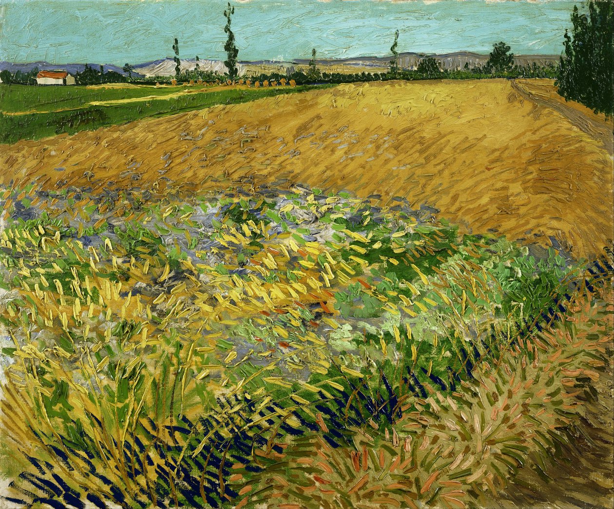 Buğday tarlası by Vincent van Gogh