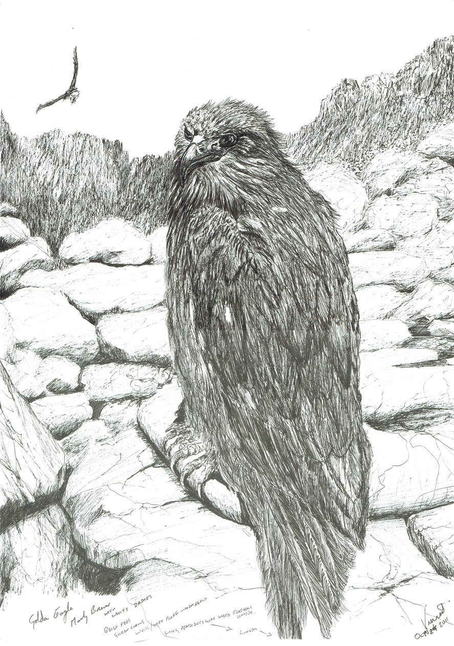 Yaylaların Kartalları, 2011 by Vincent Alexander Booth