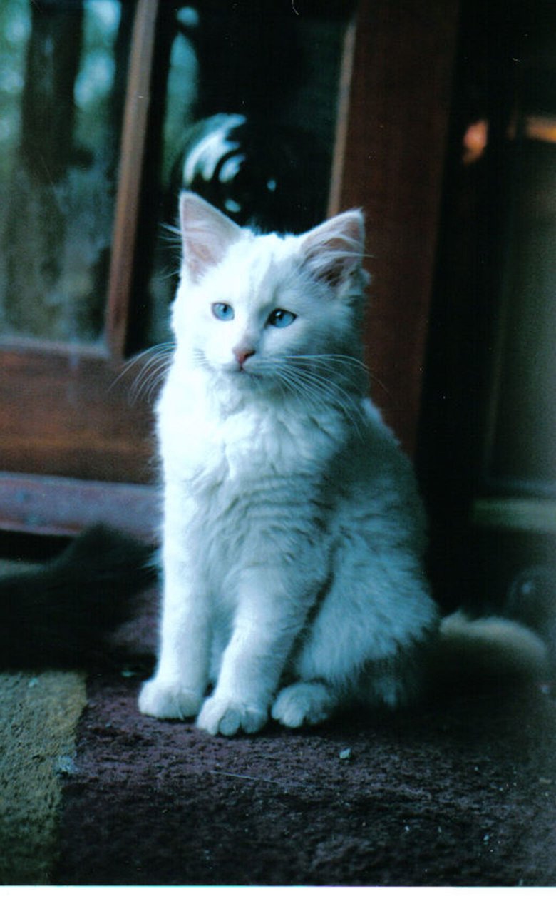 Buz kedi yavrusu, 2006 by Vincent Alexander Booth