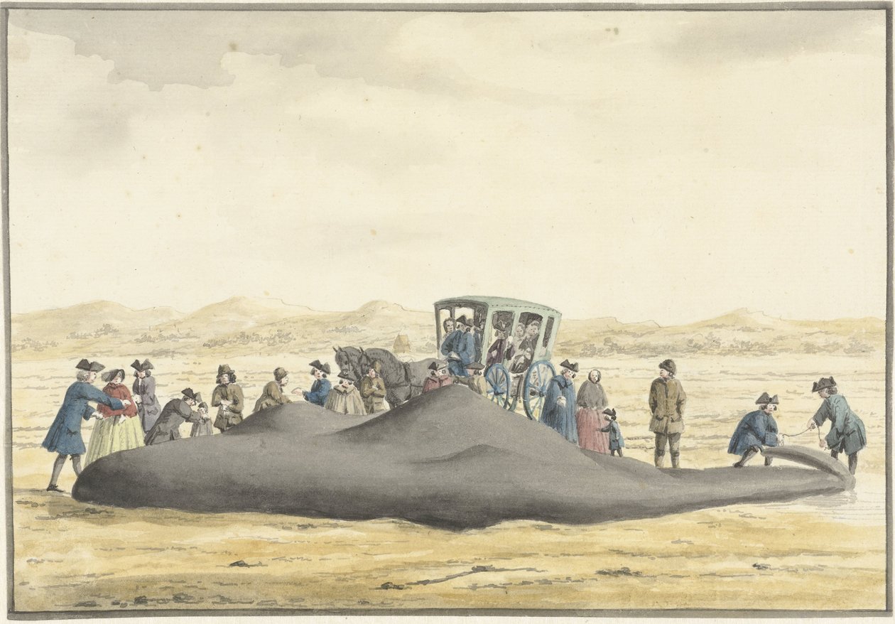 Zandvoort ve Wijk aan Zee arasındaki sahile vuran sperm balinası, 20 Şubat 1762, arkadan görülüyor by Vincent Jansz. van der Vinne