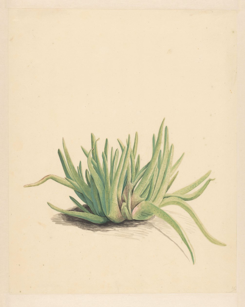 IJskruid (nesne üzerindeki başlık) by Vincent Jansz. van der Vinne