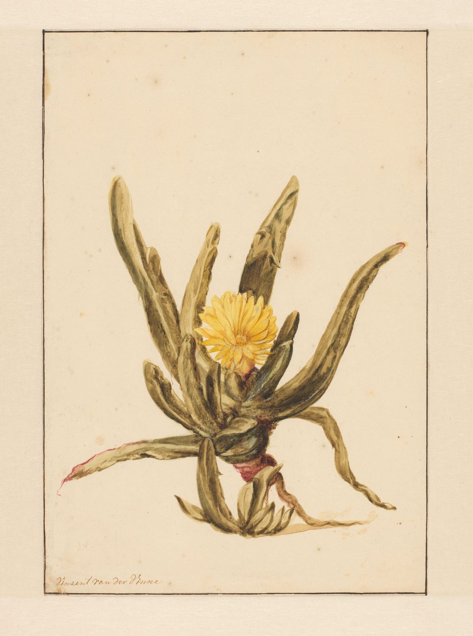 Sarı çiçekli Icewort (nesnedeki başlık) by Vincent Jansz. van der Vinne